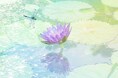 アイデムフォトギャラリー[シリウス] KANSHA 2024展「やすらぎ」期間：2024年8月1日(木）～8月7日（水）