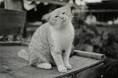 アイデムフォトギャラリー［シリウス］ 遠藤 晶　写真展 「Wandering」 期間：2026年5月28日（木）～6月3日（水）