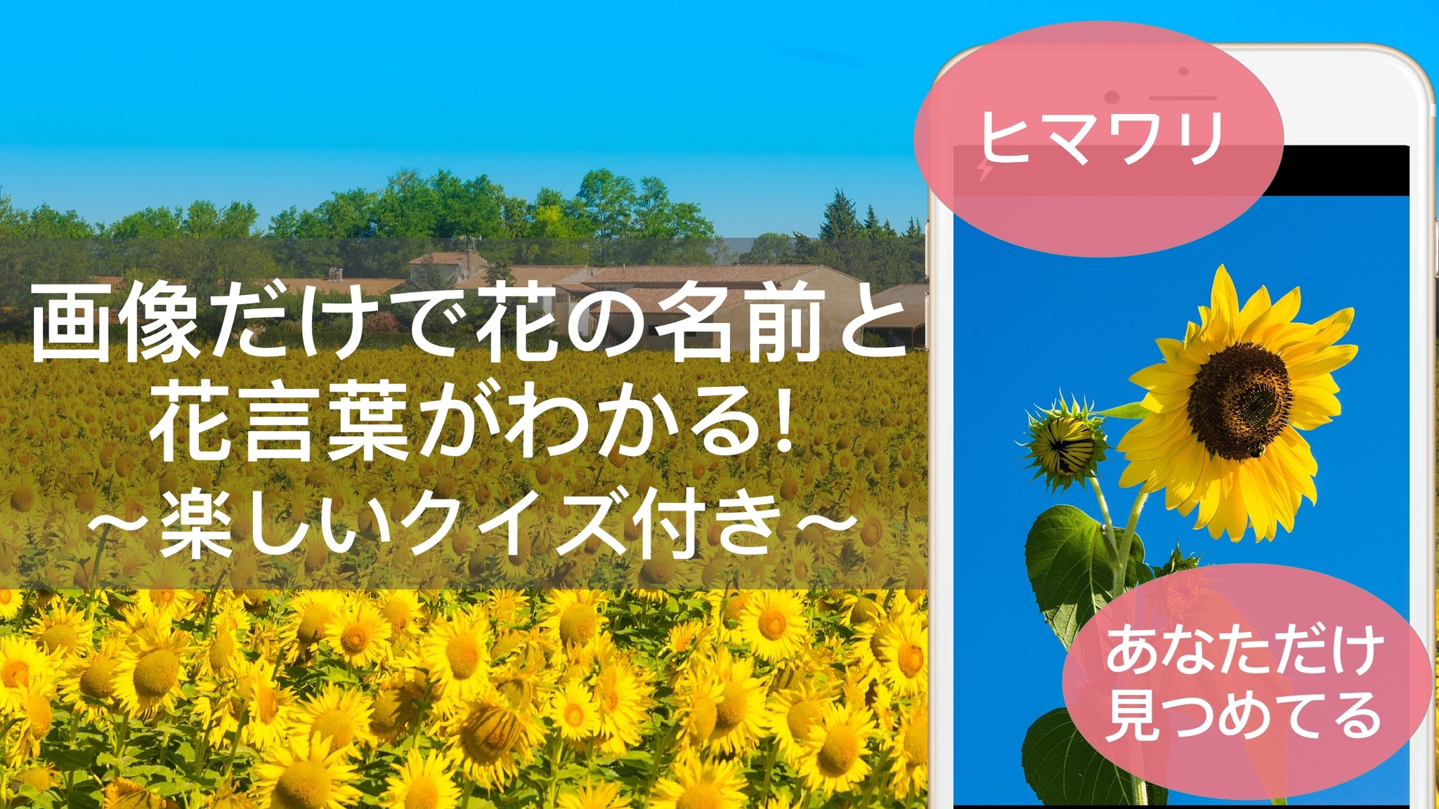 Aiが画像だけで花の名前と花言葉を教えてくれるアプリ Flowery ３万ダウンロードを突破 Lisfee株式会社のプレスリリース