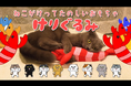 中毒性の高いBGMにあわせてかわいい猫のけりけり映像が流れる！ペティオのけりぐるみCMをDLEが制作しました