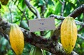 メゾンカカオの新提案【テロワール】を楽しむチョコレート。即完する月替わりの「生ガトーショコラ」、No.10は10月1日に登場 。