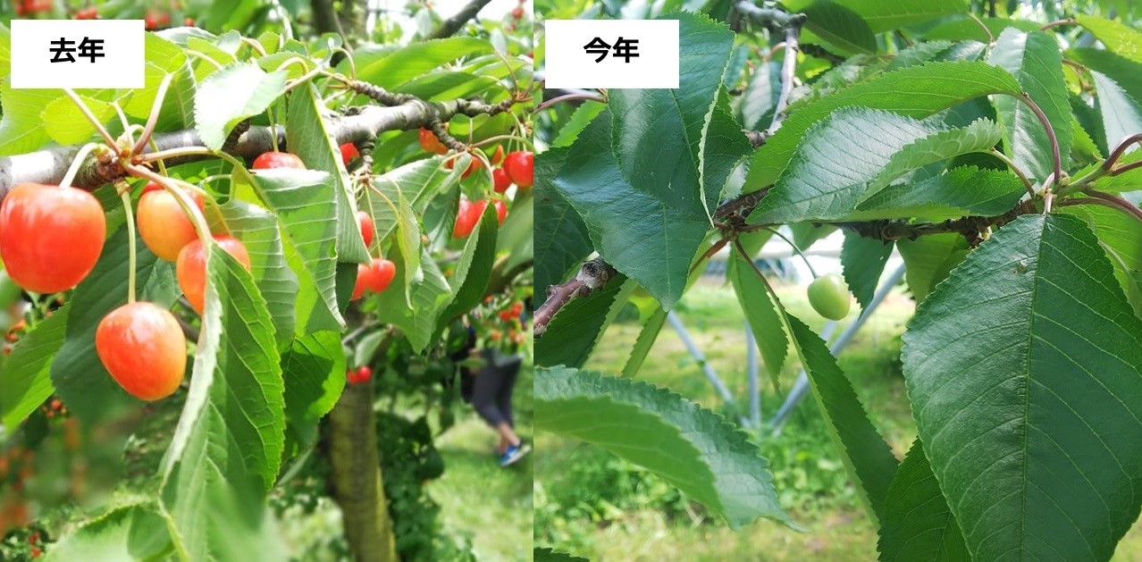山形県上山市とふるさとチョイス、凍霜被害を受けたさくらんぼ農家支援のため「きふと、」の活用を開始