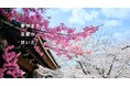 「そうだ 京都、行こう。」2025年春のキャンペーン始動 「春の特別拝観」や「花の間」で春を満喫する華やかなプランが続々登場
