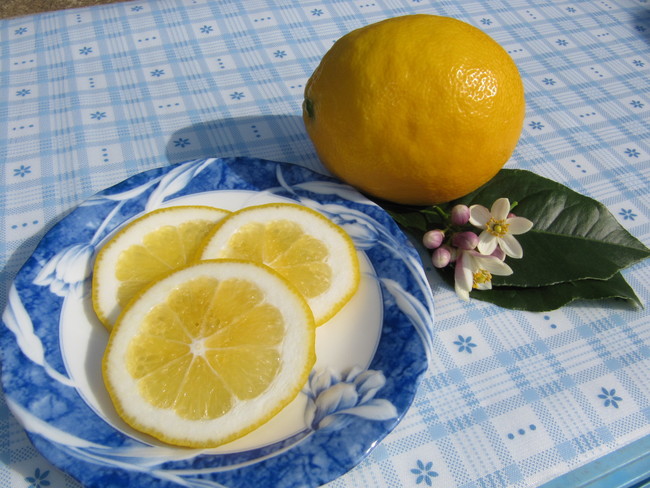 皮まで食べられる珍しい島レモン