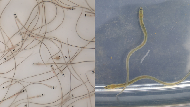 田んぼに放流したシラスウナギ　と　放流２週間後のシラスウナギ