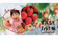 『イチゴの日=1月5日』に、いちご狩りがスタート。予約受付を開始。
