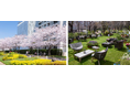 【東京ミッドタウン】東京ミッドタウンで春を満喫 都心で楽しむ桜並木とアート「MIDTOWN BLOSSOM 2025」開催