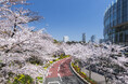 東京ミッドタウンで春を満喫　都心で楽しむ桜並木と花×アート「MIDTOWN BLOSSOM 2026」開催
