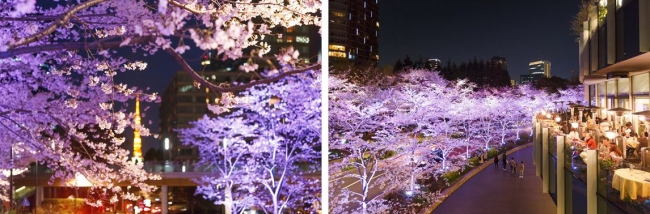 昨年の様子　全長約200mの桜並木が幻想的な空間に