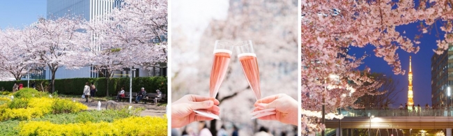 東京ミッドタウン 桜ライトアップやフラワーアートで春を祝う Midtown Blossom 開催 フジテレビュー