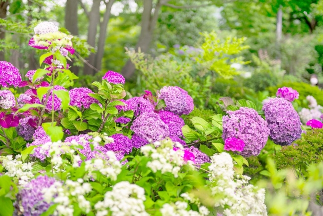 おうちで楽しむ東京ミッドタウン ミッドタウン ガーデンの紫陽花 を解説するオンラインガイドツアーをyoutube配信 東京ミッドタウンマネジメント株式会社のプレスリリース