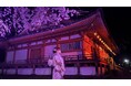 【京都・春の体験】世界遺産・醍醐寺の夜桜を、艶やかな着物姿で。「NAKED meets 世界遺産 醍醐寺」を楽しむ着物レンタルプランを提案