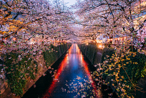 目黒川沿いの桜並木（東京）