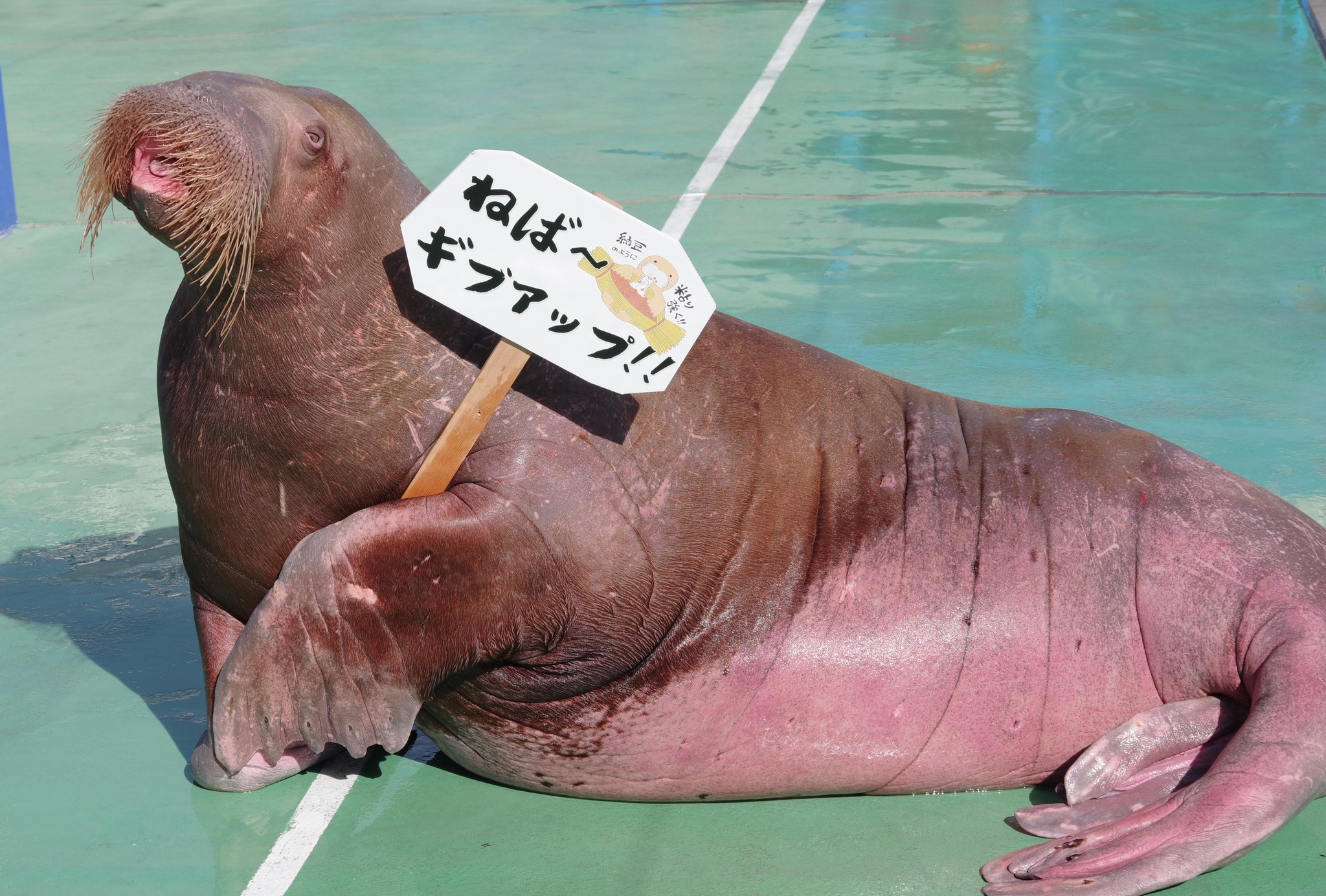 距離感ゼロの衝撃が笑顔に パワースポット伊勢の水族館 伊勢シーパラダイス の愉快な仲間達が この春新たな挑戦に取り組む人を応援するイベント あなたのチャレンジ応援します を開催します 株式会社伊勢夫婦岩パラダイスのプレスリリース