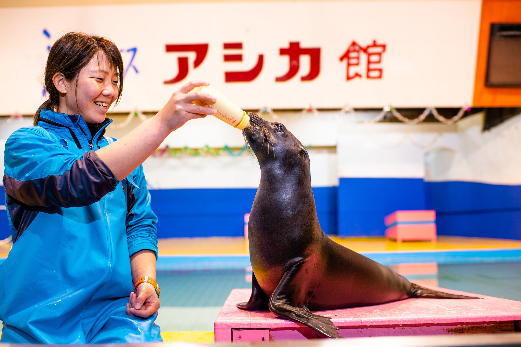 伊勢シーパラダイス令和初ベビー 令和元年 19 6月28日生まれ カリフォルニアアシカの赤ちゃん名前募集 最終候補から名前を決定する アシカの赤ちゃん名前投票 開催中のお知らせ 株式会社伊勢夫婦岩パラダイスのプレスリリース