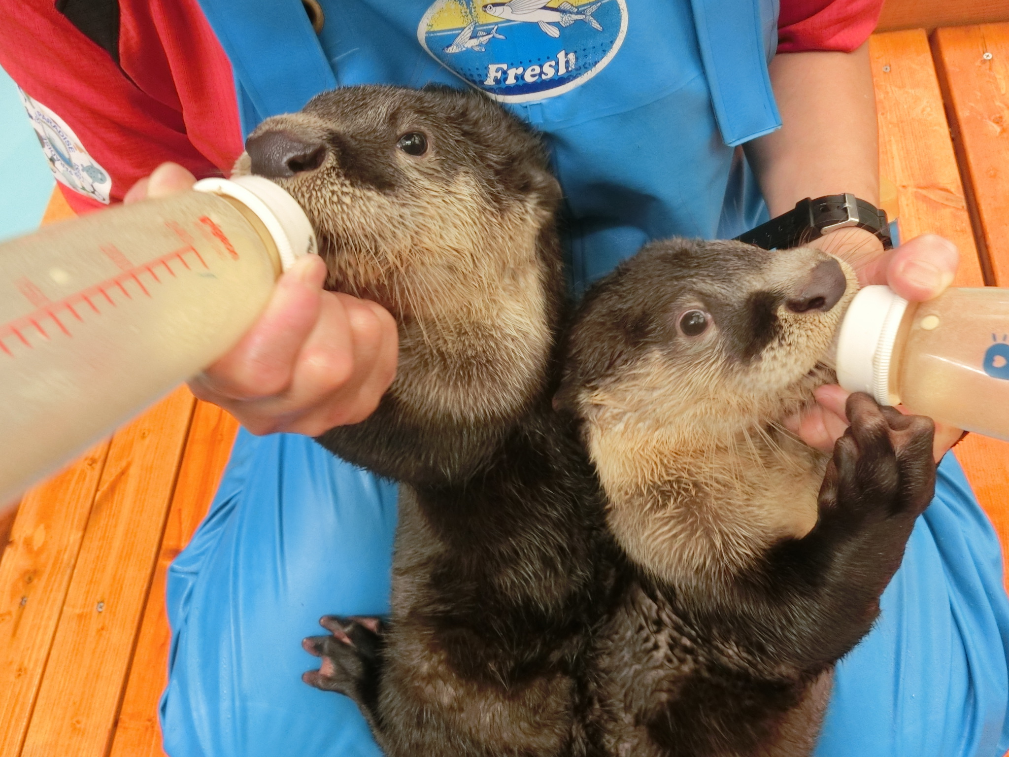 伊勢シーパラダイス ツメナシカワウソの赤ちゃんお名前募集開始