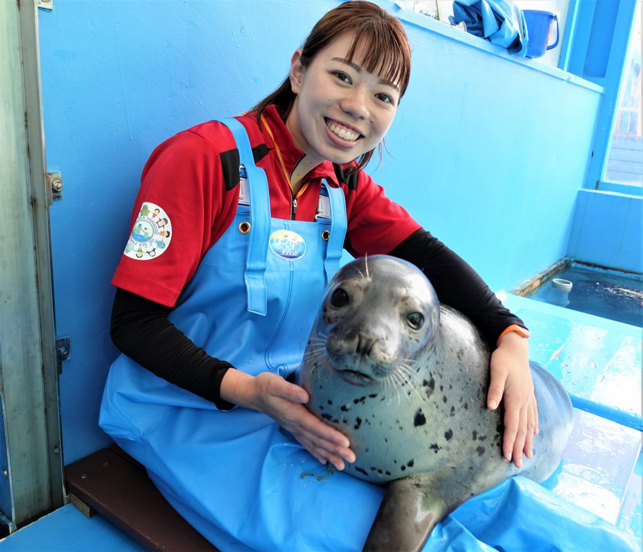 ゴマフアザラシ のルン太くんの夏休みデビュー 令和3年8月19日 木 人気の有料体験 ゴマちゃんをひざ枕体験 にルン太くんがデビューします 株式会社伊勢夫婦岩パラダイスのプレスリリース