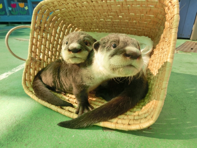 国内飼育頭数7頭！】ツメナシカワウソの赤ちゃんの名前が決まりました