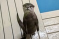 新しい仲間がやってきた!大阪生まれのコツメカワウソ『ヒノキ』が当館デビュー!