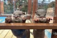 ゼロ距離で楽しめる平日限定イベント!待望の「コツメカワウソお食事タイム」が復活