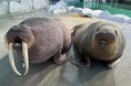 【セイウチ繁殖プロジェクト】タンポポ、3月4日に帰館が決定