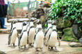 4月はペンギン尽くしの1か月!<世界ペンギンの日>特別企画『ぺぺんぺぺんぎんパラダイス』を開催