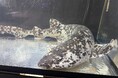 パンダカラーのサメ現る！？希少な色彩の”ナヌカザメ”を展示開始