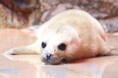 3年ぶりに赤ちゃん誕生！！伊勢シーパラダイスで「ゴマフアザラシ」の赤ちゃんが生まれました