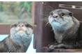 「世界カワウソの日」特別イベント開催! カワウソのことがもっと好きになる!!