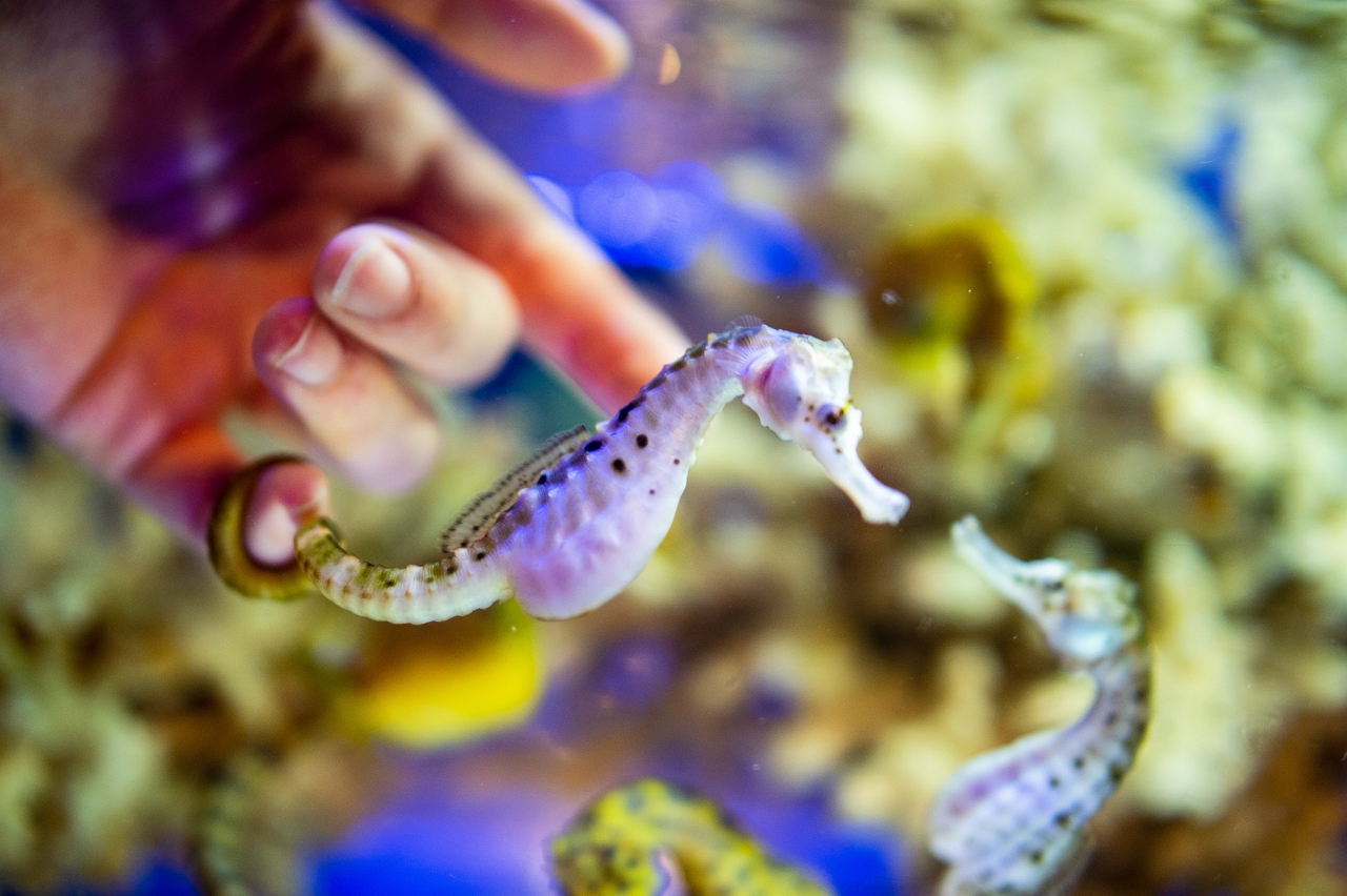 伊勢シーパラダイスのふれあいがパワーアップ 魚のふれあいコーナー ふれあい魚館 Interactive Aquarium がオープン 株式会社伊勢夫婦岩パラダイスのプレスリリース