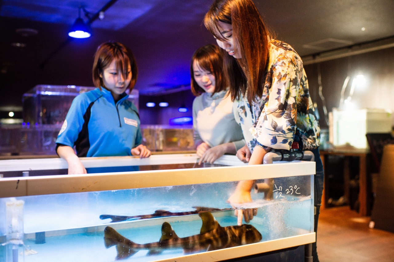 令和時代に新しいふれあいを追求する水族館 ふれあい魚館 Interactive Aquarium で タツノオトシゴとのふれあい など生き物とのインタラクティブなふれあいイベントがスタート 株式会社伊勢夫婦岩パラダイスのプレスリリース