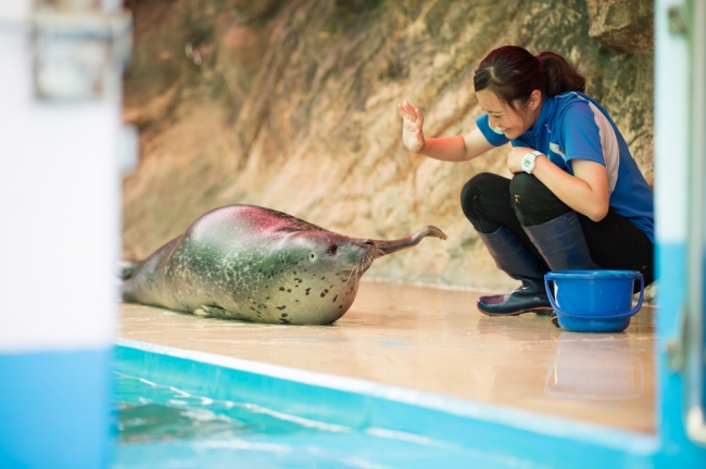 お父さんアザラシの「大福」は鳥羽水族館からブリーディングローンとして来館しました。写真は伊勢シーパラダイスのスタッフとトレーニングしている様子