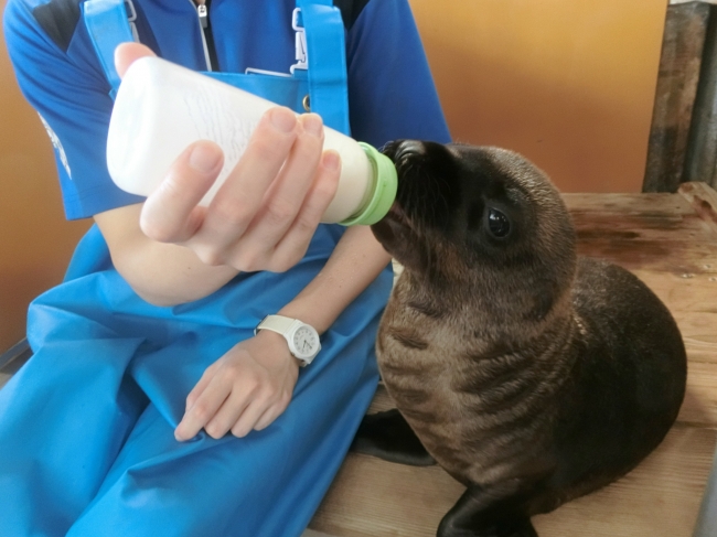 生後約１ヶ月の8月7日撮影。飼育スタッフから上手にミルクの飲めるようになった赤ちゃん