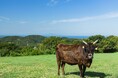 『伝統×革新』をテーマに、御食国・淡路島食材を堪能する特別コースをTHE SORAKUEN&OCEAN PLACEシェフがコラボ創作 神戸随一の日本庭園・相楽園の紅葉とともに 一日限定イベントを開催