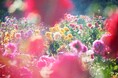 銀座店アートギャラリーにて蜷川実花氏の作品展示「花、瞬く光」開催 銀座から世界へ発信する、日本のクリエイティビティ第二弾