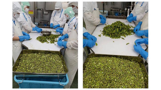 むき枝豆の選別作業の様子 むき枝豆の選別作業の様子