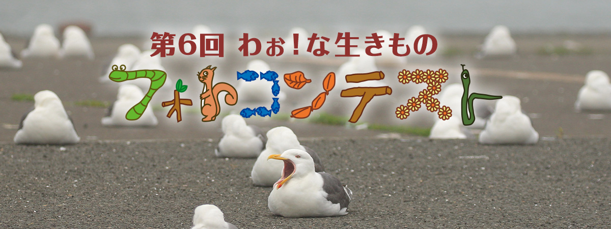 第6回わぉ な生きものフォトコンテスト 募集開始 Nacs Jのプレスリリース