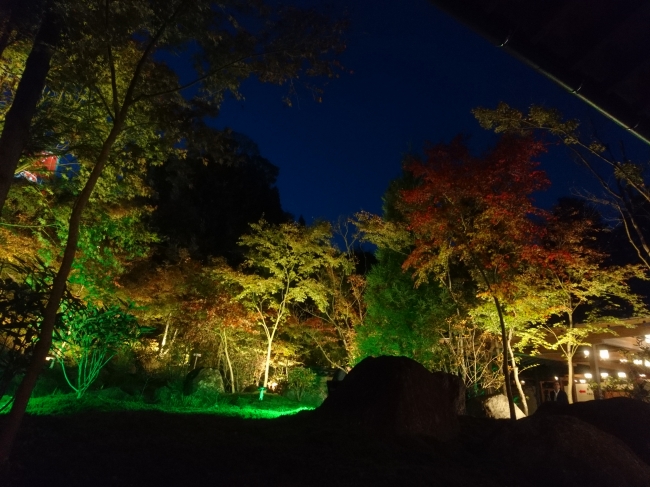 高野寺の紅葉ライトアップ