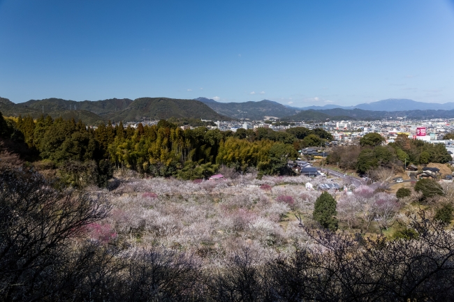 広大な敷地に広がる御船が丘梅林