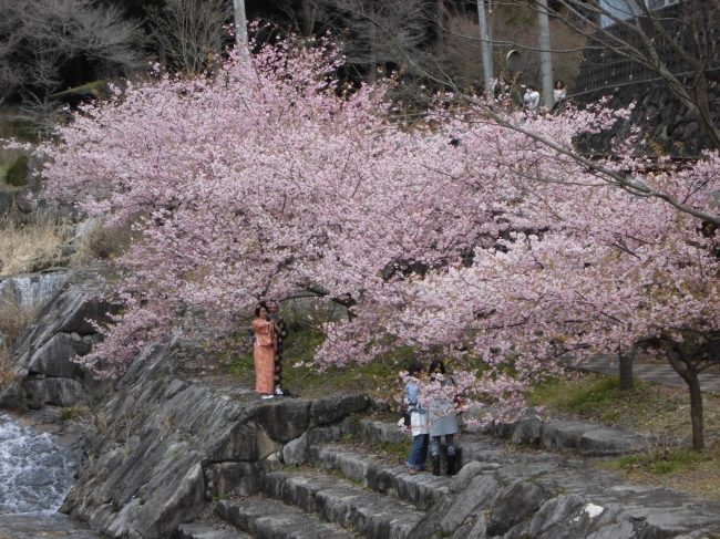 第２回　日本の滝百選　見帰りの滝　河津桜まつり
