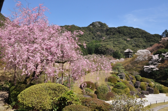 日本庭園慧洲園の桜