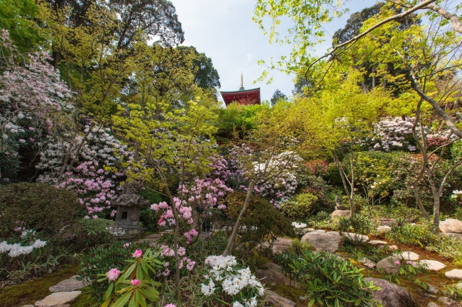 日本庭園「元禄の庭」でシャクナゲを観賞できる