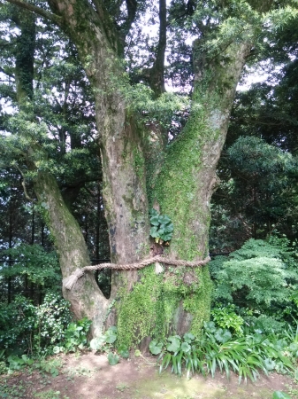 樹齢500年以上のイヌマキの木