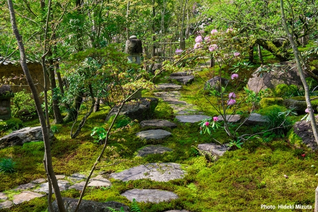高野寺　苔の美しい日本庭園（佐賀県観光連盟　写真／水田秀樹）