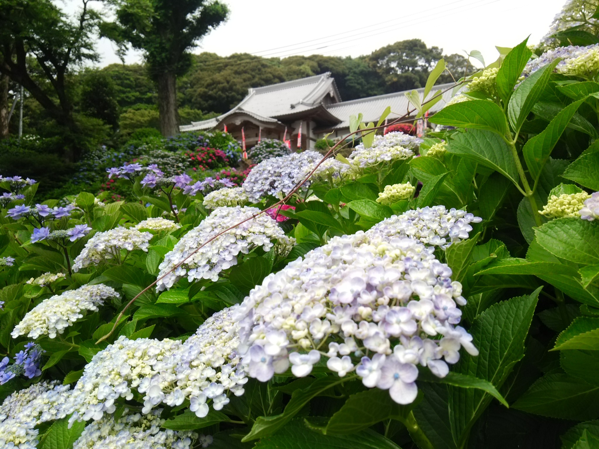 佐賀県武雄市 大聖寺 あじさい祭り 一般社団法人 佐賀県観光連盟のプレスリリース