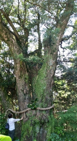 樹齢300年以上のマキの木