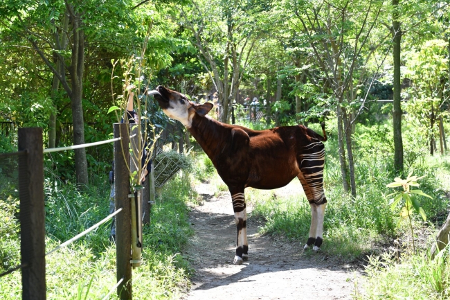 Okapi, the first animal published by Zoorasia in Japan