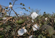 Cotton, raw material for denim