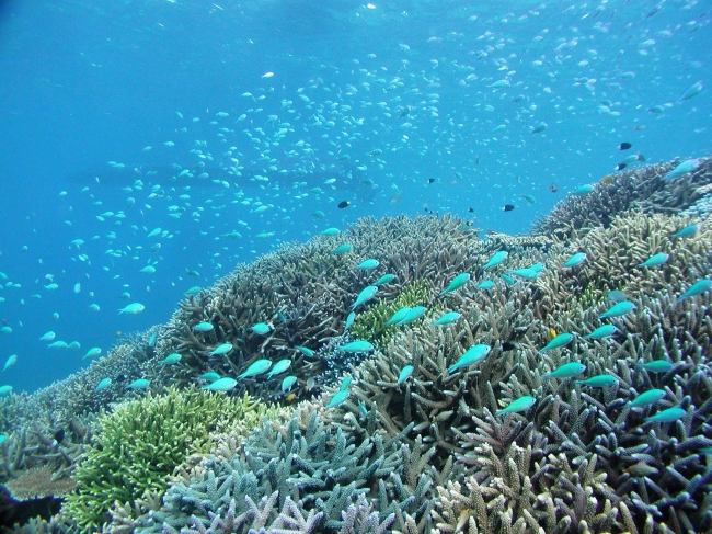 国際サンゴ礁年2018記念セミナー「サンゴと共生する社会とは」｜SDGsジャパンのプレスリリース
