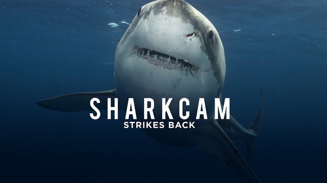 夏はサメ番組を見よう 米国で人気の Shark Week 最新作をdplayにて独占公開 8月29日より サメ Vsマイク タイソン 無料配信開始 ディスカバリー ジャパン合同会社のプレスリリース